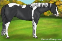 Horse Color:Black Splash Tobiano