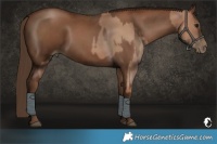 Horse Color:Black Pearl  and Gray Black Pearl 