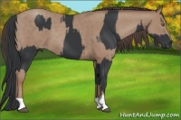 Horse Color:Black  and Classic Champagne 