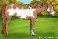 Horse Color:Chestnut Frame