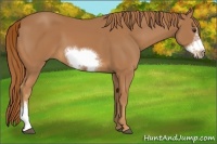Horse Color:Chestnut Frame