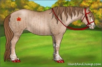 Horse Color:Liver Chestnut Pearl  and Liver Chestnut Pearl 