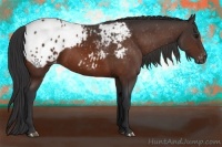 Horse Color:Brown Appaloosa