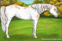 Horse Color:Silver Amber Champagne Sabino Frame 