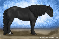 Horse Color:Gray Black Sabino