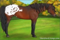Horse Color:Bay Sabino Appaloosa 