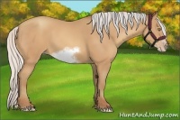 Horse Color:Silver Amber Champagne Sabino Frame 
