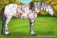 Horse Color:Brown Sabino Appaloosa and Brown Sabino Appaloosa