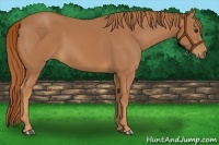 Horse Color:Chestnut Sabino 