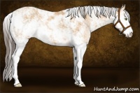 Horse Color:Amber Champagne Sabino 