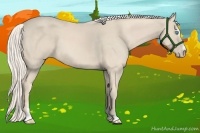 Horse Color:Cremello Sabino