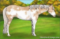 Horse Color:Silver Amber Champagne Sabino Frame 