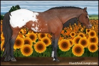 Horse Color:Brown Sabino Snowcap 