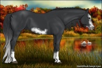 Horse Color:Black Sabino Splash Frame 