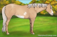 Horse Color:Silver Amber Champagne Sabino Frame 