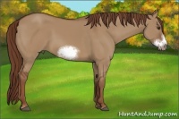 Horse Color:Red Dun Sabino Frame 