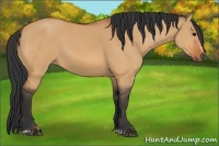 Horse Color:Bay Dun Sabino 