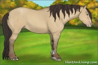 Horse Color:Amber Champagne Dun Sabino