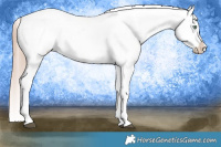 Horse Color:White Spotted Liver Chestnut Pearl Sabino Appaloosa 