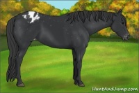 Horse Color:Black Sabino Appaloosa 