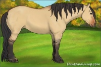 Horse Color:Bay Dun Sabino 