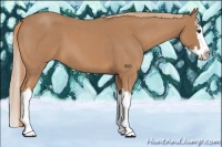 Horse Color:Red Roan Splash 