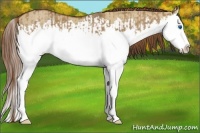 Horse Color:Red Dun Splash  and Red Dun Splash 