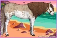 Horse Color:Red Dun Splash  and Red Dun Splash 