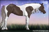 Horse Color:Liver Chestnut Tobiano Frame