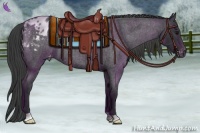 Horse Color:Blue Roan Appaloosa