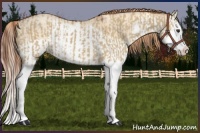 Horse Color:Red Dun Splash  and Gold Champagne Dun Splash 