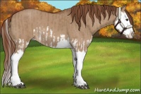 Horse Color:Red Dun Splash and Red Dun Splash