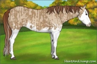 Horse Color:Red Dun Splash  and Red Dun Splash 