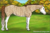 Horse Color:Red Dun Splash and Red Dun Splash