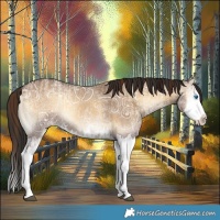 Horse Color:Red Dun Ice Onyx Splash and Gray Red Dun Ice Onyx Splash