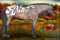 Horse Color:Bay Roan Appaloosa 