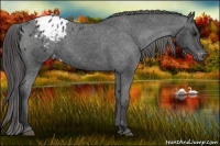 Horse Color:Black Appaloosa 
