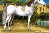 Horse Color:Red Dun Splash  and Red Dun Splash 