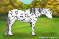 Horse Color:Black Appaloosa 