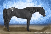 Horse Color:Black Frame Varnish Rabicano