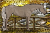 Horse Color:Silver Grullo 