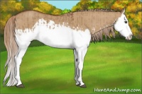 Horse Color:Red Dun Splash and Red Dun Splash