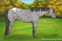 Horse Color:Grullo Ice Roan Varnish Rabicano 
