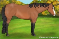 Horse Color:Bay Splash 