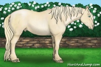 Horse Color:Gold Champagne Pearl