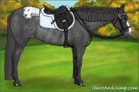 Horse Color:Black Appaloosa Rabicano 