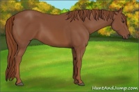 Horse Color:Chestnut Rabicano 