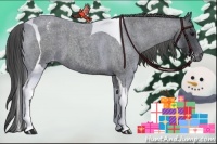 Horse Color:Blue Roan Tobiano Appaloosa