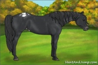 Horse Color:Black Appaloosa Rabicano 