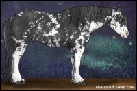 Horse Color:Black Sabino Rabicano 